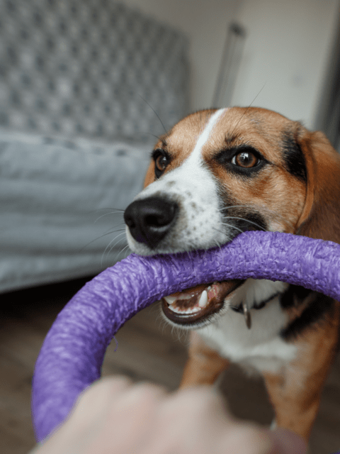 puppy purple ring