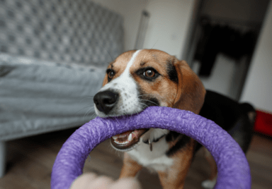 puppy purple ring