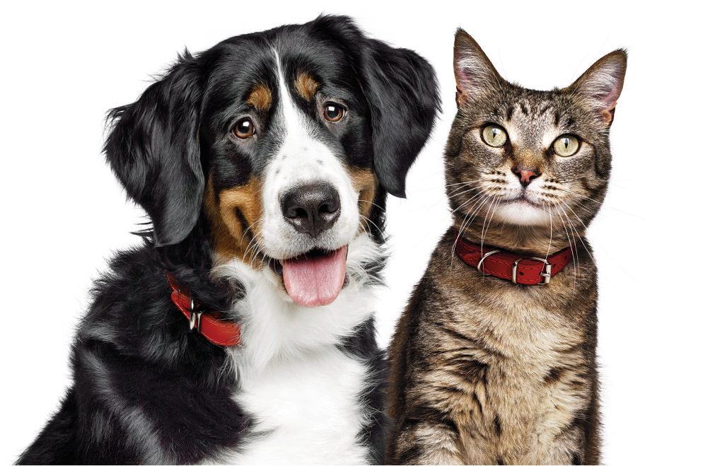 pets