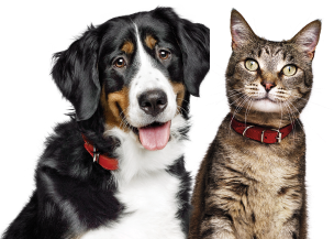 pets