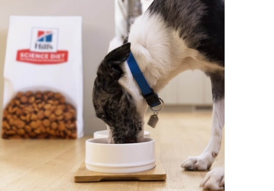 dog eating bowl