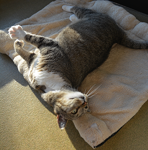Gray, striped cat napping on a cat tree