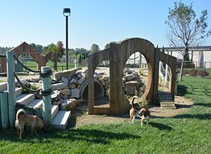 dogs playing in a dog jungle gym outside