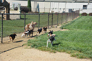 beagles and golden retrievers running up and down a chain link fence.