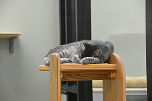 Gray, striped cat napping on a cat tree
