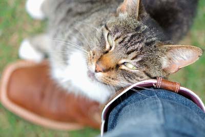 Tabby cat rubbing against its owner affectionately