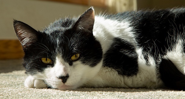 Black and white cat lying in the sunlight