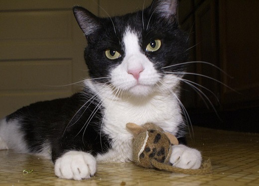 black and white cat with catnip toy Black and white cat with a stuff mouse toy between its paws.