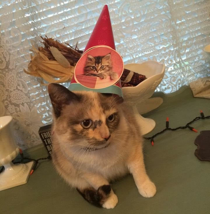 white and tortoise cat wearing a birthday party hat