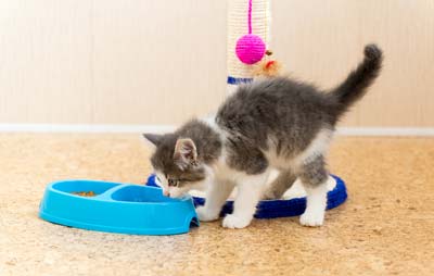 The kitten is eating dry food from a plate