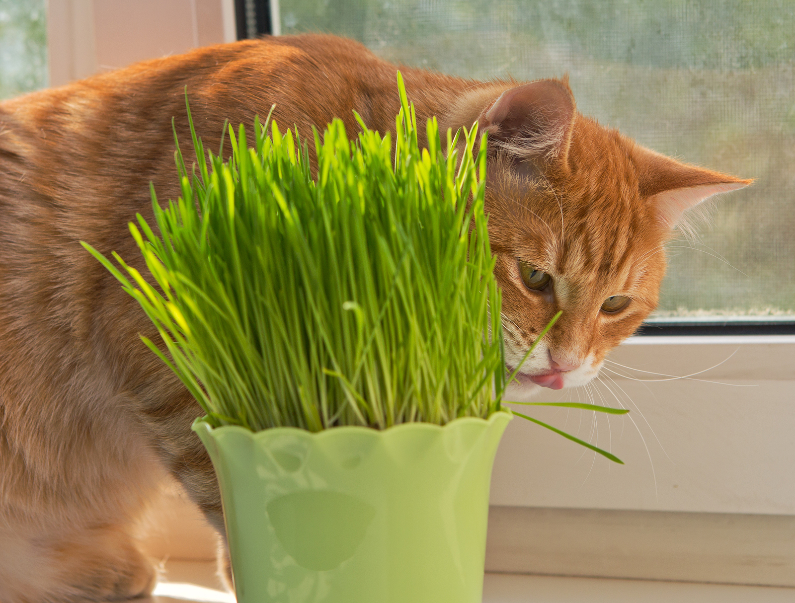 Orange tabby walks behind a vase of cat grass.