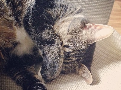 Striped tabby cat covering her face with a paw