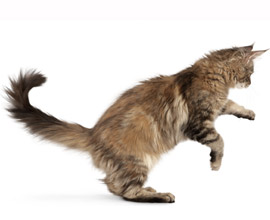 Cat Image