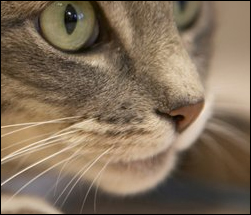 Cat Image