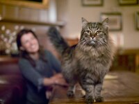 cat weight loss