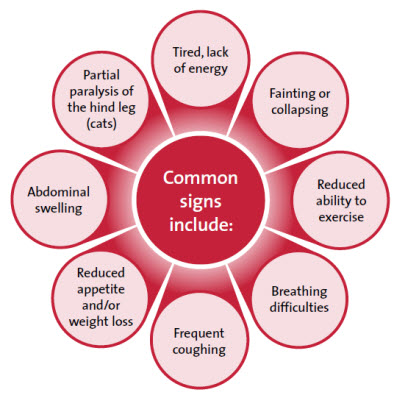 Common signs of heart disease