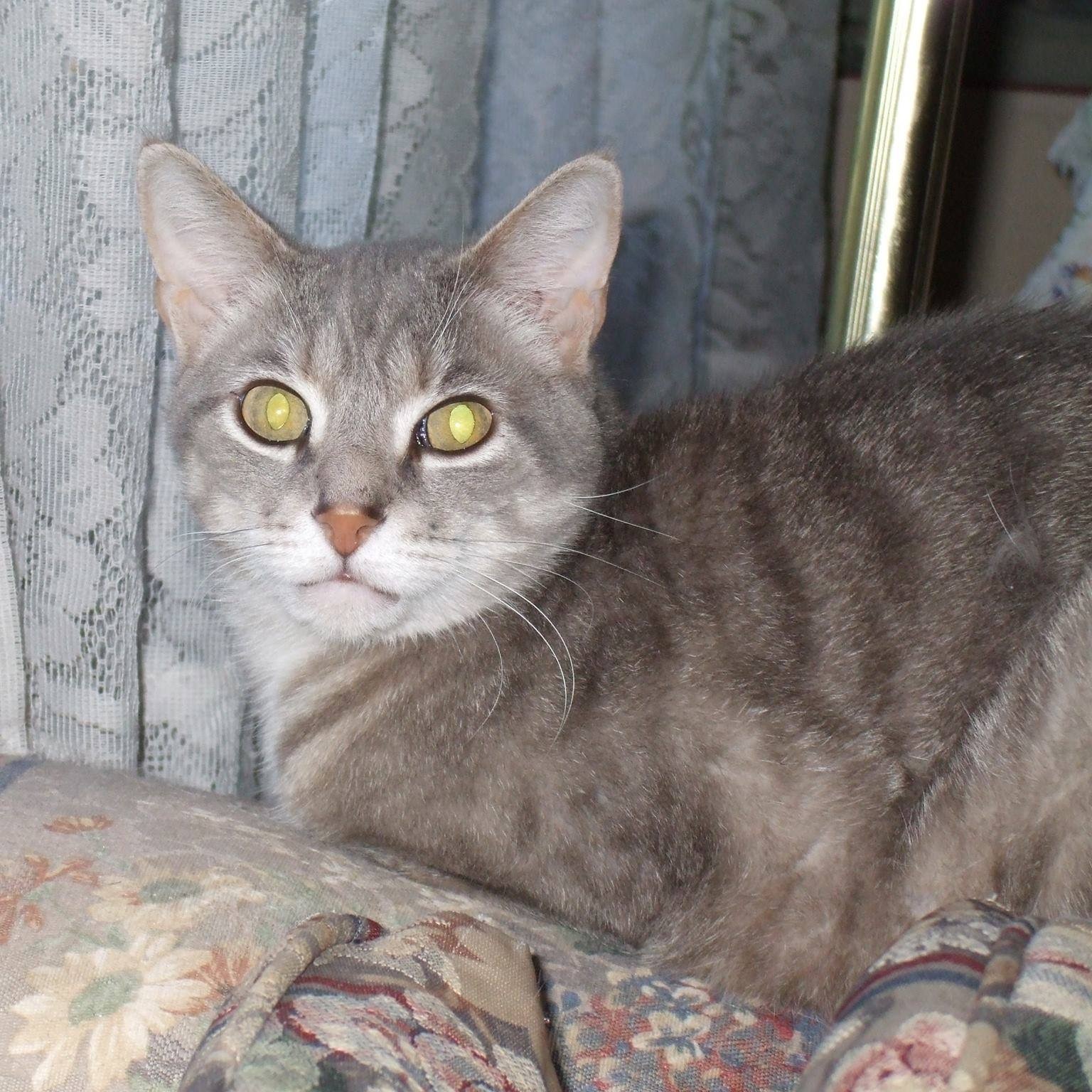 Gray cat sitting on flowered sofa