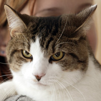 Senior Cat Image