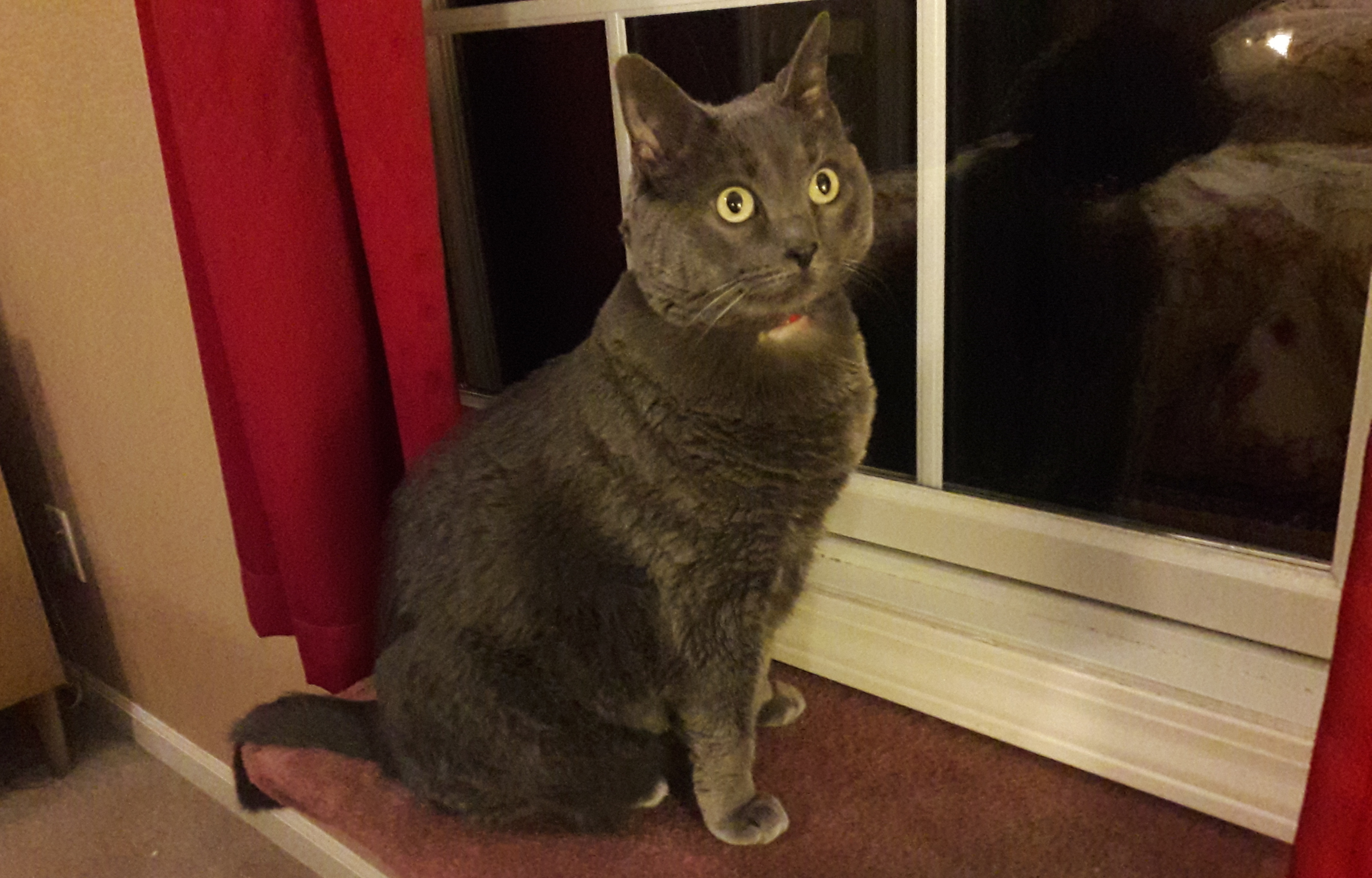 Gray cat sitting on diy cat perch by window.