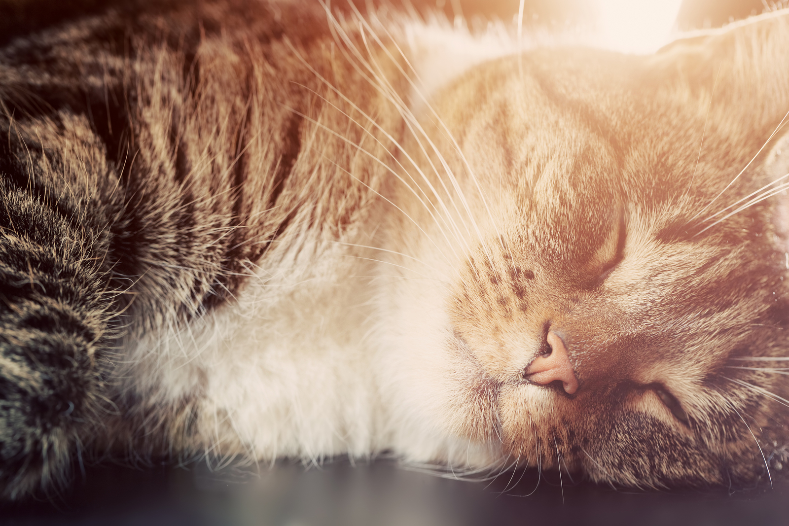Striped cat sleeps with sunrays glowing on her.