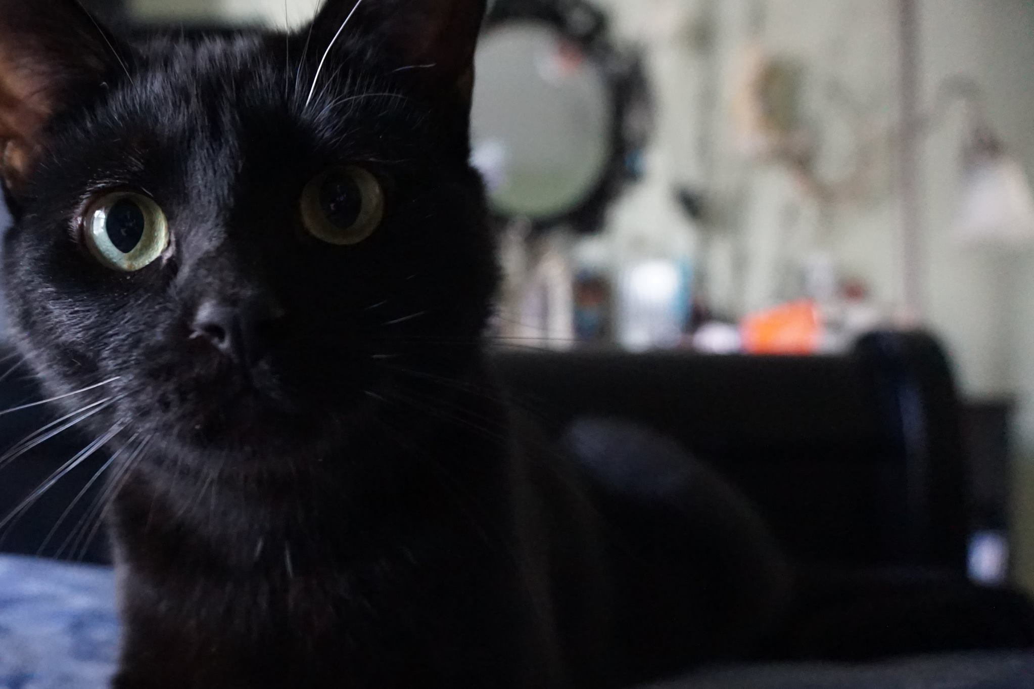 Black kitten getting close-up.