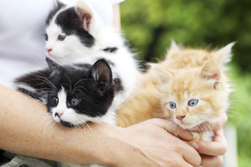 Kittens Image