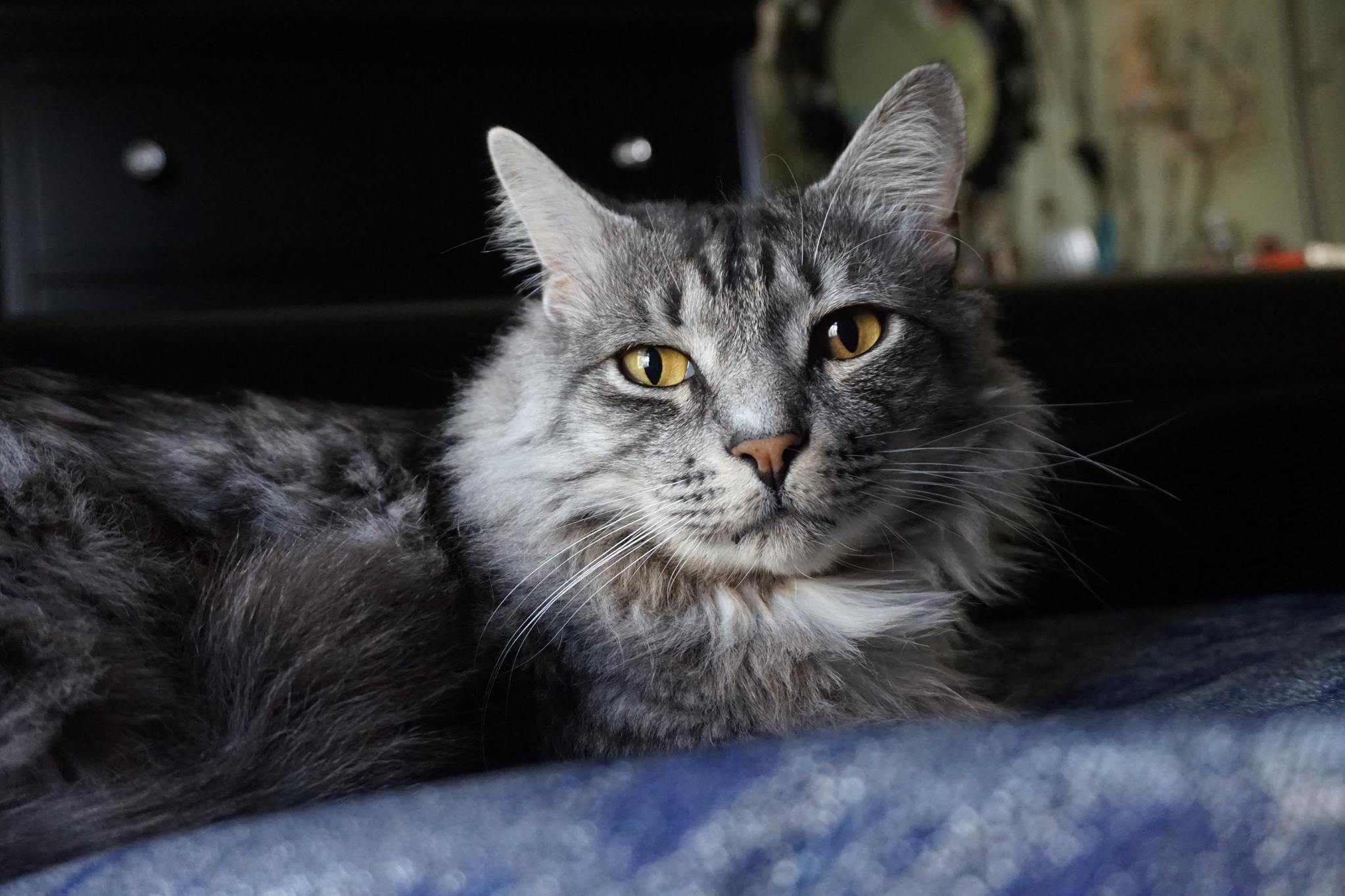 Long-haired cat lying on blue blanket