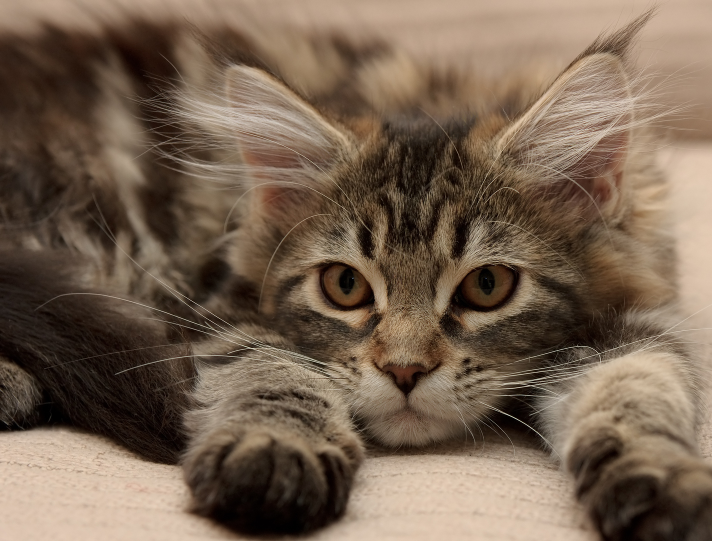 maine coon kitten lying down extending paws forward