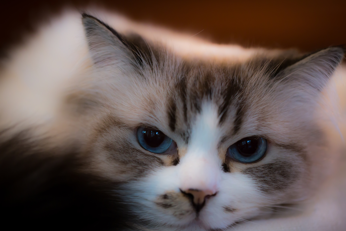 Beautiful ragdoll cat with big blue eyes.