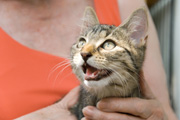 best cat food