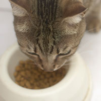 Cat eating