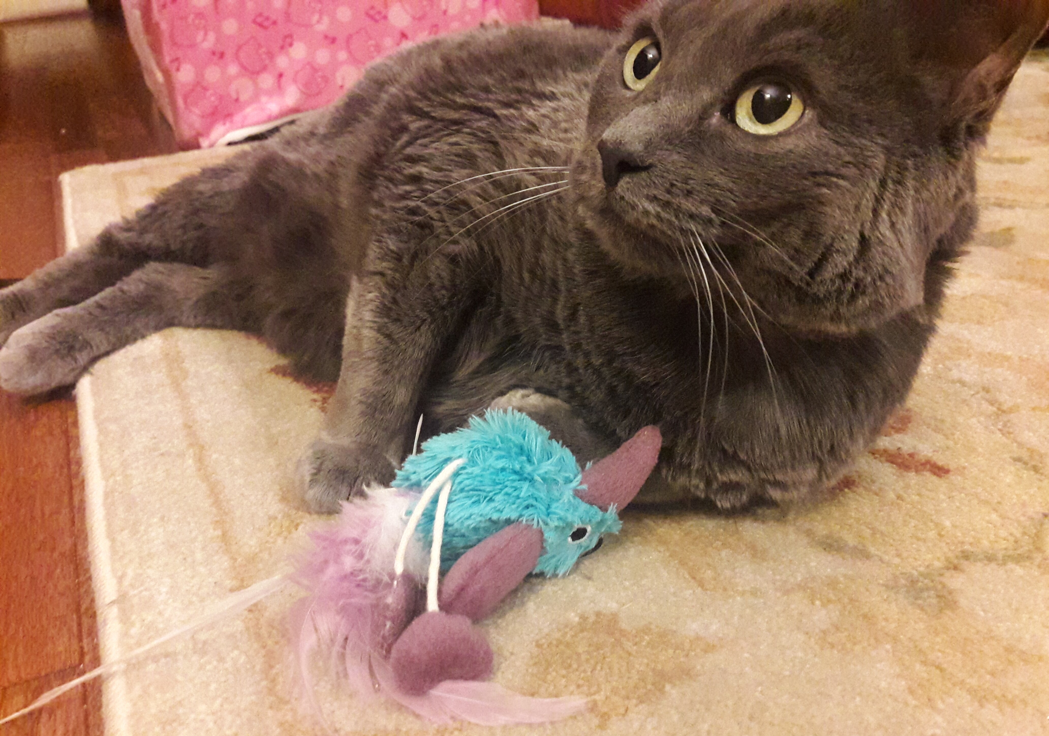 gray cat playing with blue toy bird on a string