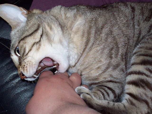 Striped cat nipping owner's hand while sitting in their lap