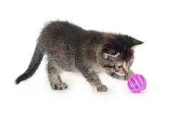 Kitten image