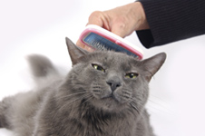 Cat and owner