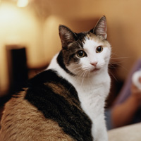 Cat image