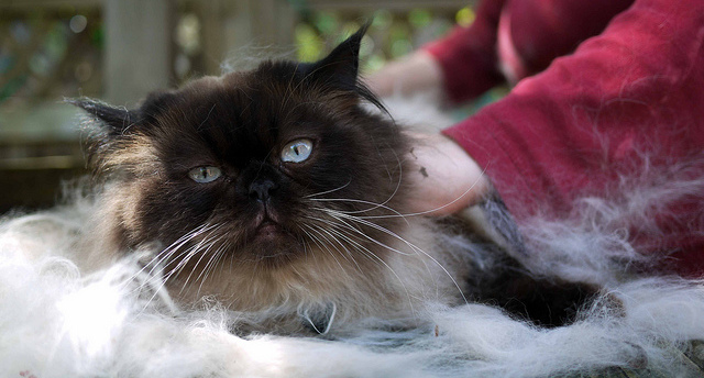 Long-haired seal-point cat sitting on table surrounded with fur while being bathed in sink
