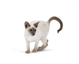Cat image