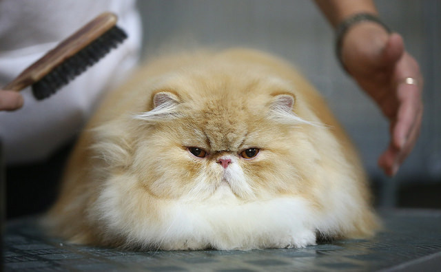 Large, fluffy tan and white Persian cat on table getting brushed by groomer.