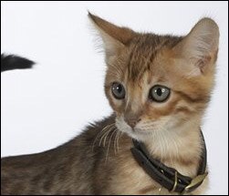 Kitten image