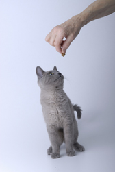 Kitten training