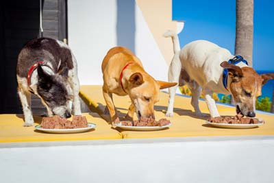 Feed The Dogs Three dogs eat wet dog food off white plates on the patio of a beach villa.