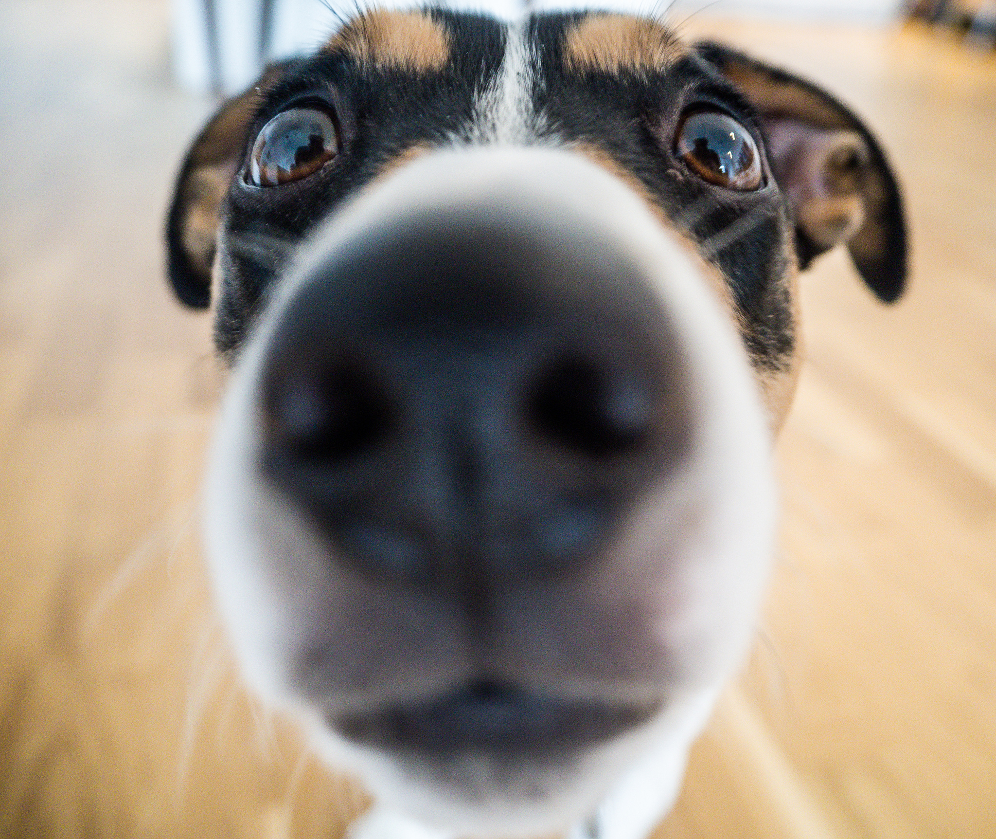 Dog with nose pressed against camera for very close up shot.