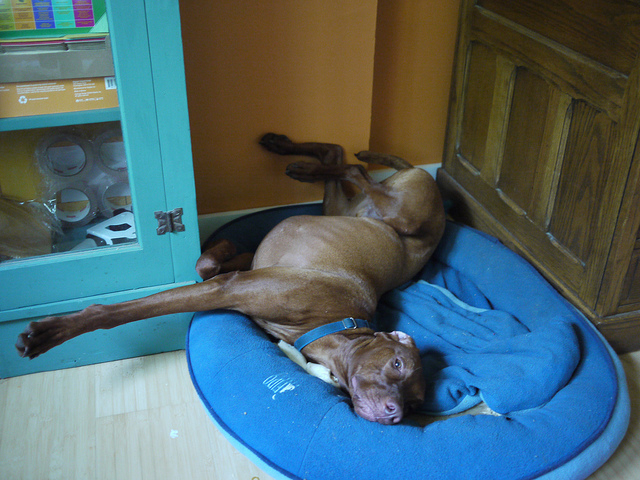 Dog being silly