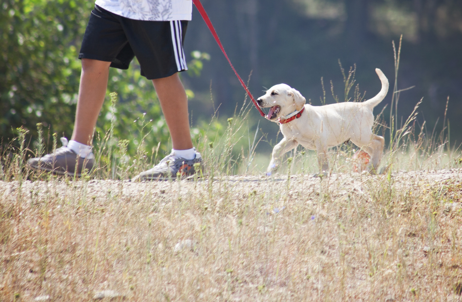 A man walks a yellow lab puppy while he tries to chew on the red leash.