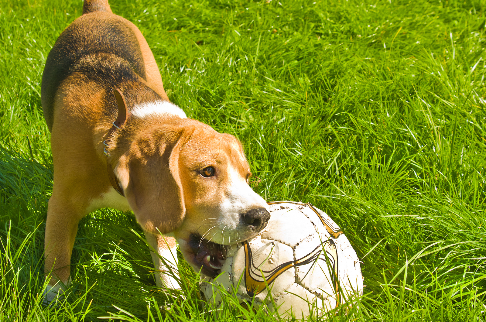 Beagle chewing on a soccer ball in the grass.