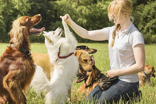 Dog trainer trains puppy to sit up and beg