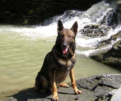 German Shepherd with tongue out sits on a rock by a small waterfall.