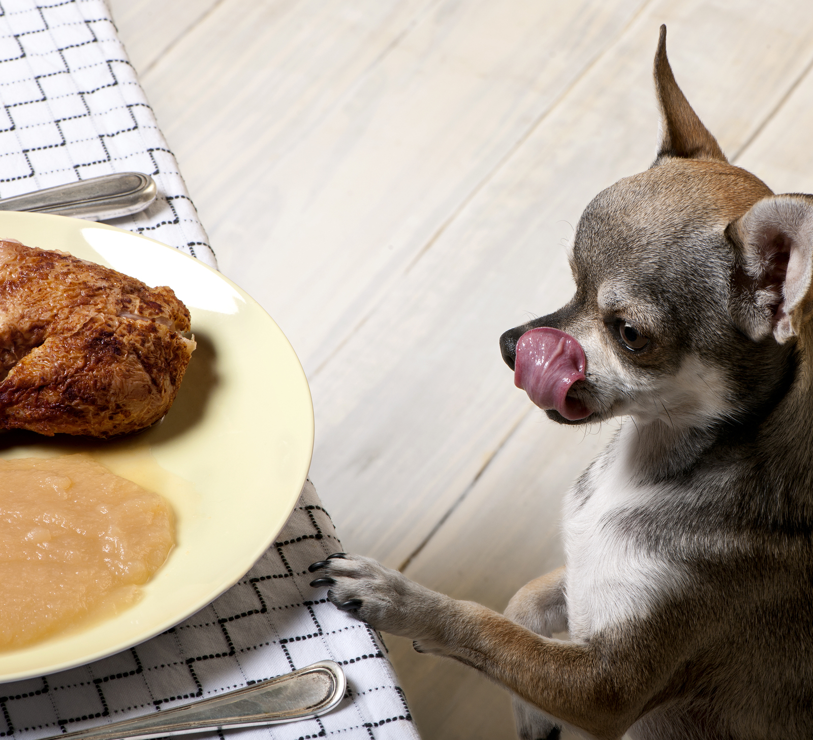 gray-chihuahua-licking-chops-at-food-on-table Chihuahua licking lips and looking at food on plate at dinner table