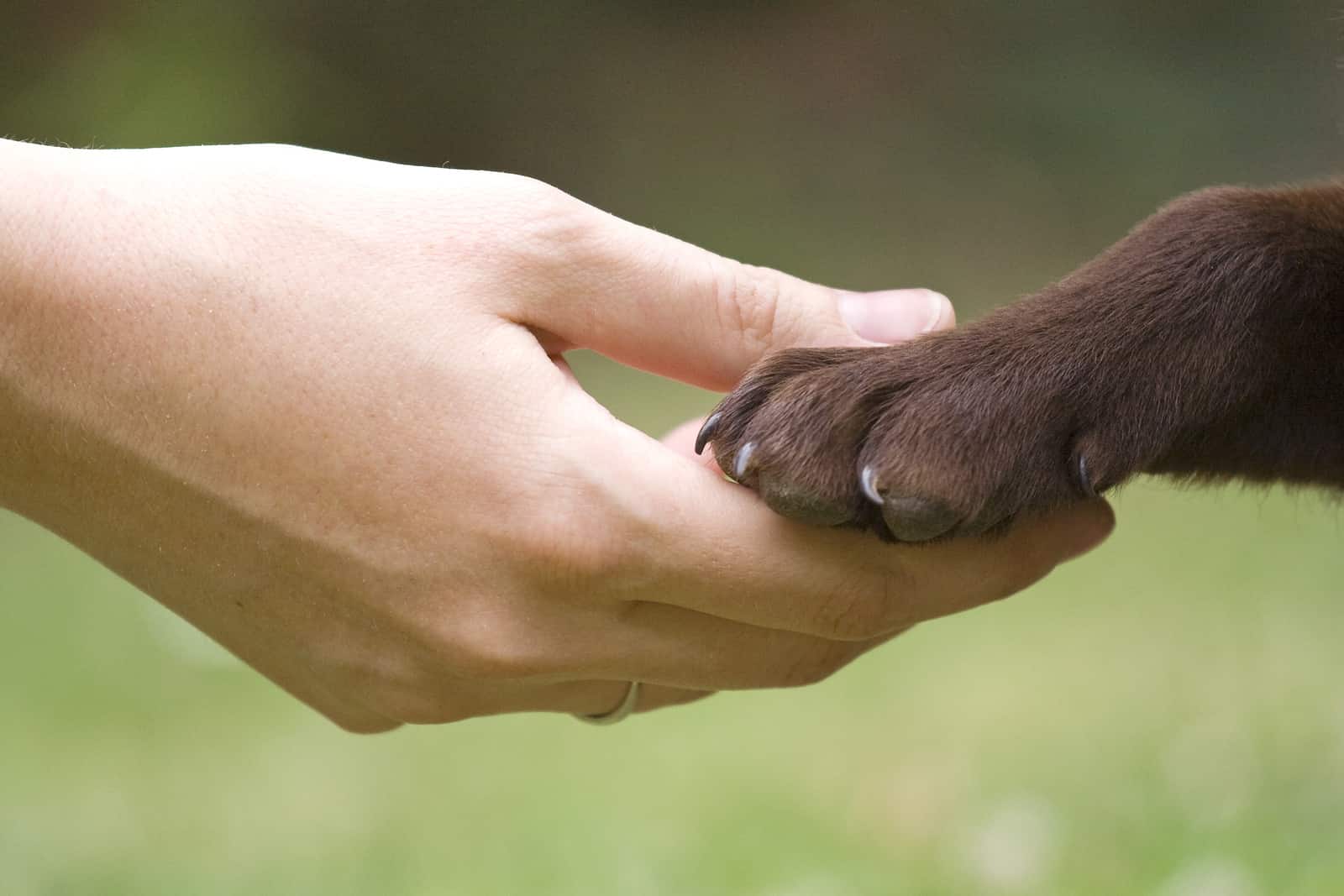 Hand holding chocolate lab paw.